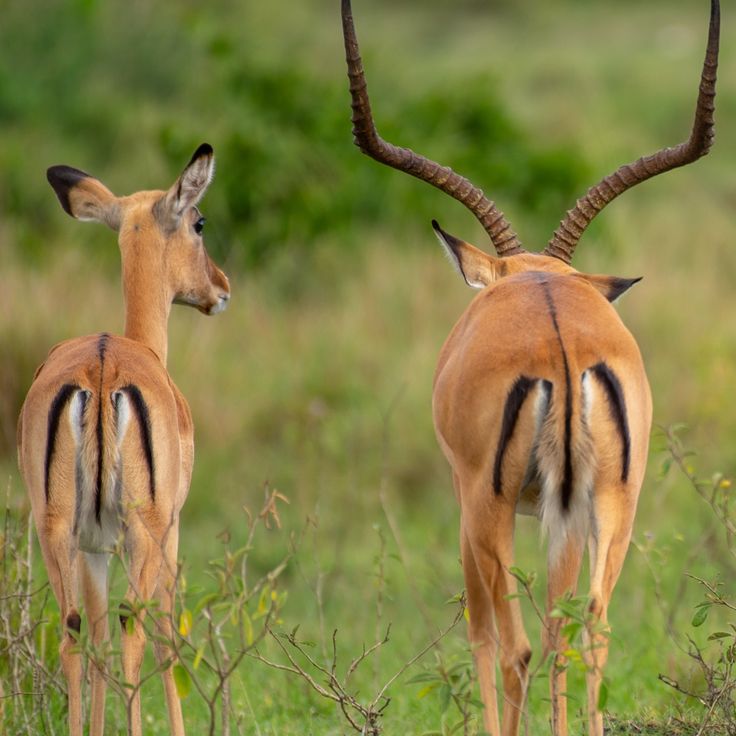 11 day gorillas Ngorongoro Serengeti safari