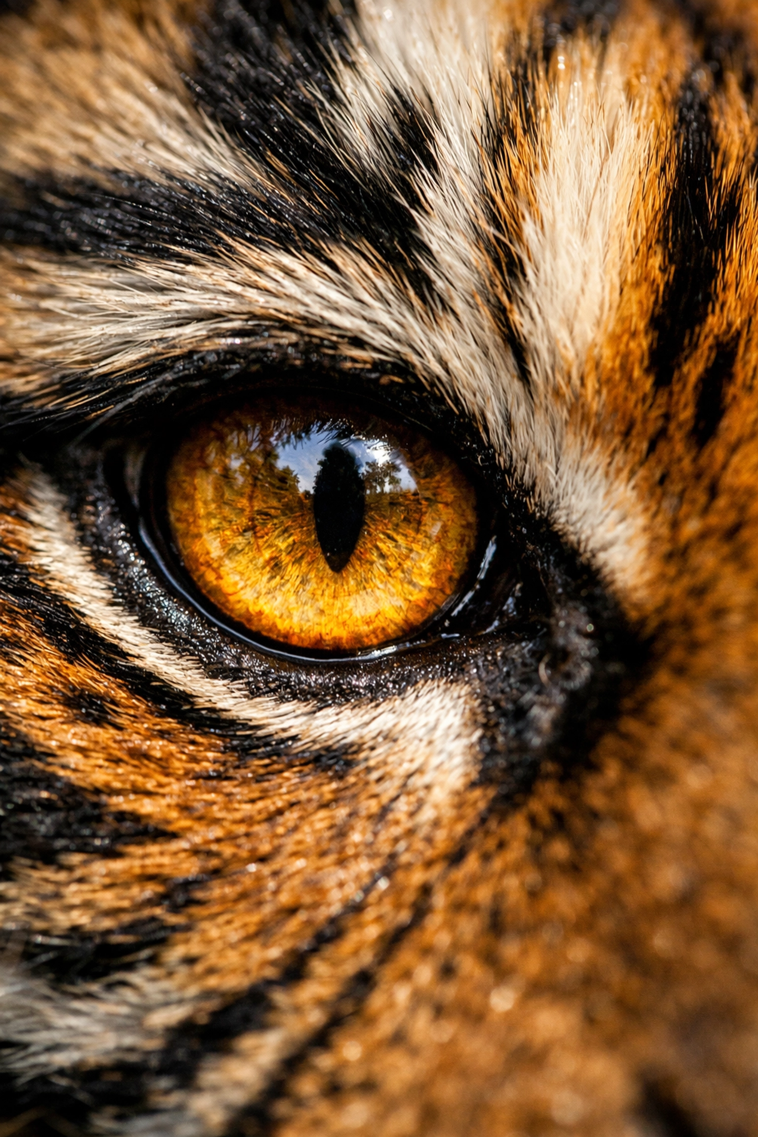 Sharp close-up of a Sumatran tiger's eye demonstrating perfect focus in zoo animal photography.