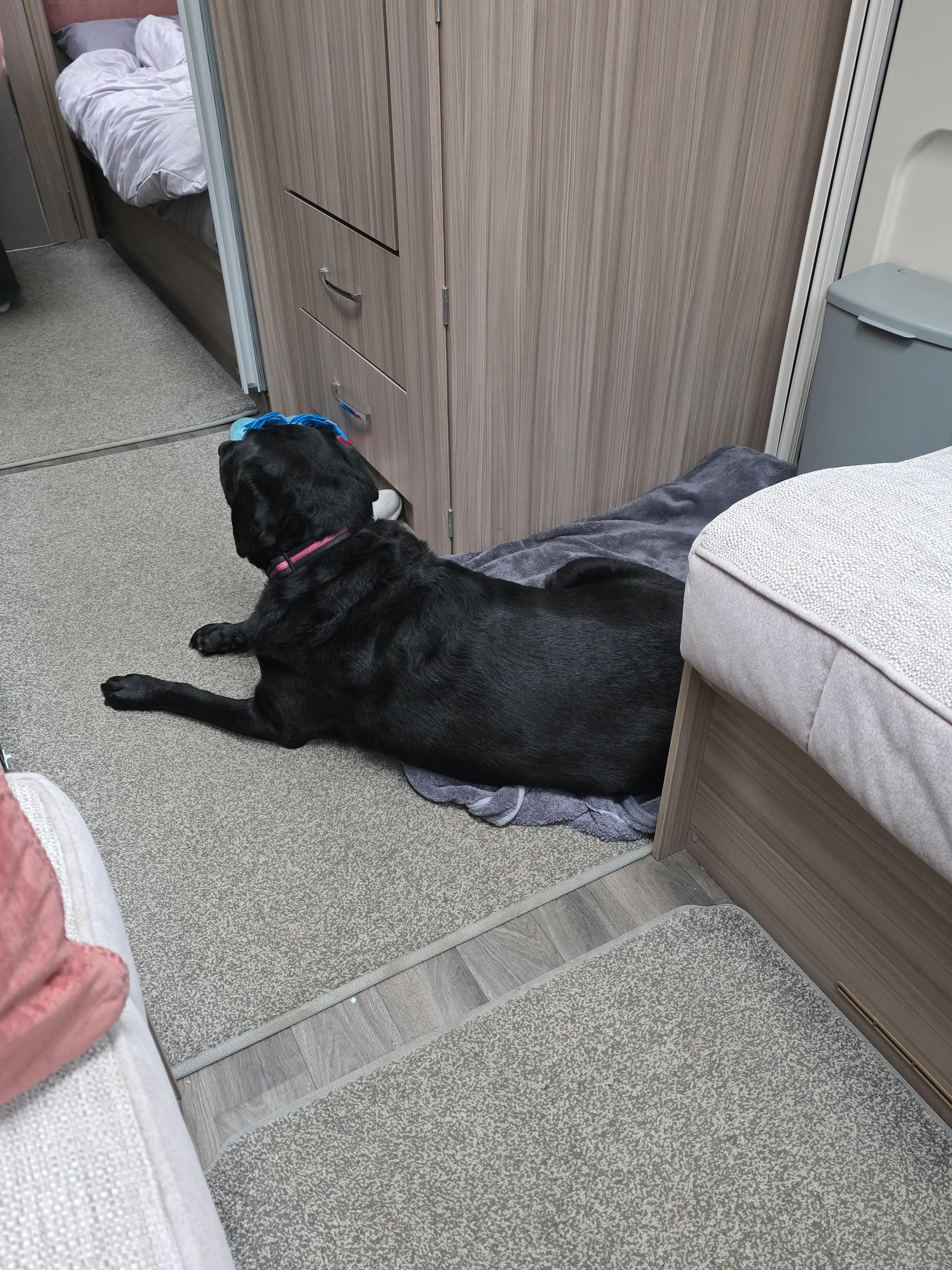 Storm the dog relaxing during our rainy Colchester stay.