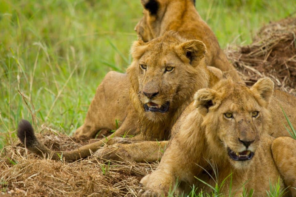 Uganda Safari Tours from Kigali