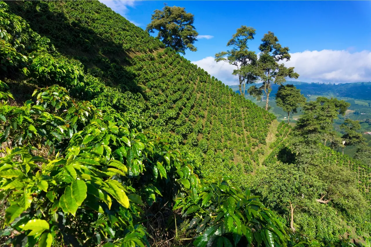 Colombian Coffee Mountainside