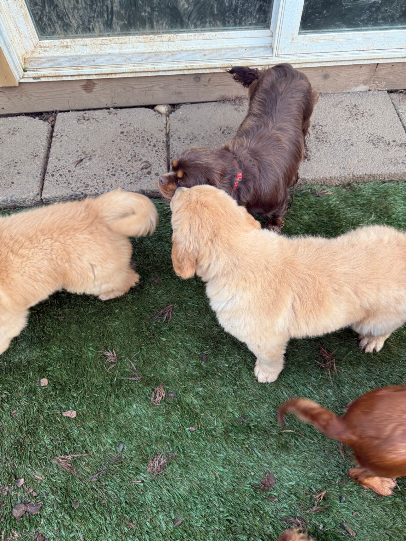 Three small to medium-sized dogs socializing