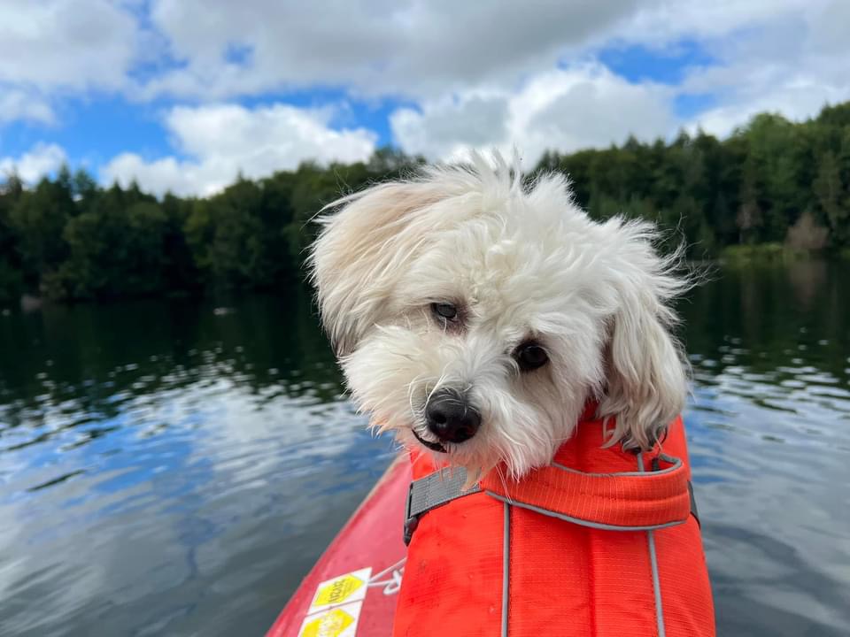 Small dog in a life jacket ready for adventure