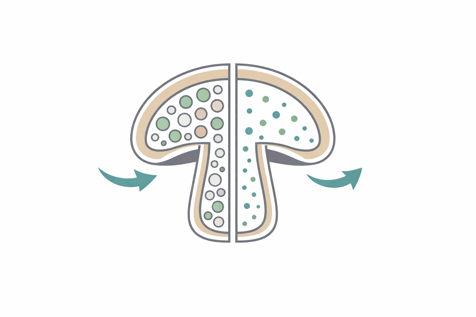Mushroom cell structure showing chitin wall trapping beta-glucans and triterpenes inside