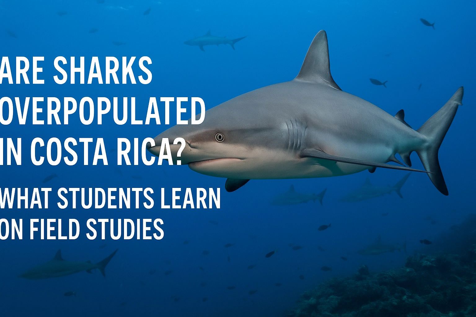 Are Sharks Overpopulated in Costa Rica? What Students Learn on Field Studies
