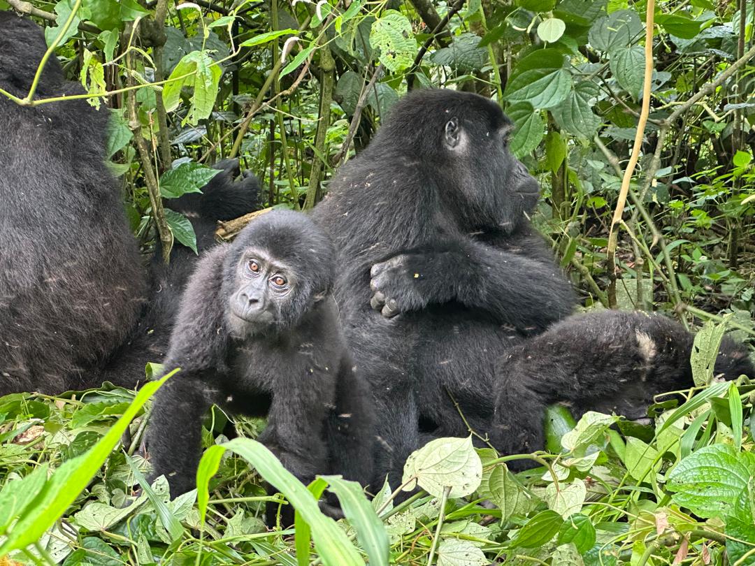 Silverback Mountain Gorilla in Bwindi