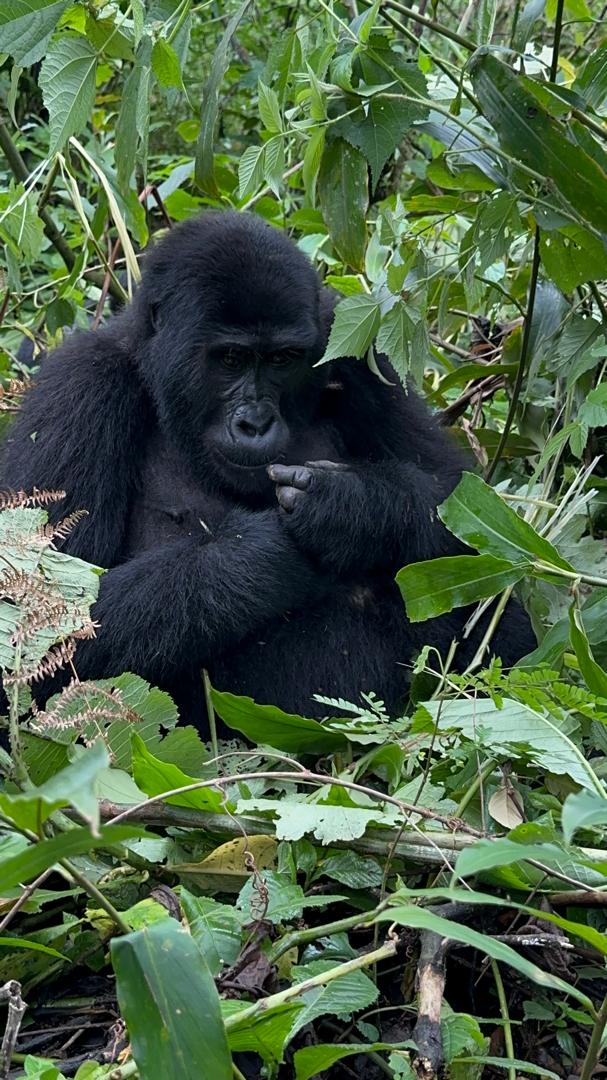 Mountain gorilla mother cradling her infant in Bwindi Impenetrable National Park
