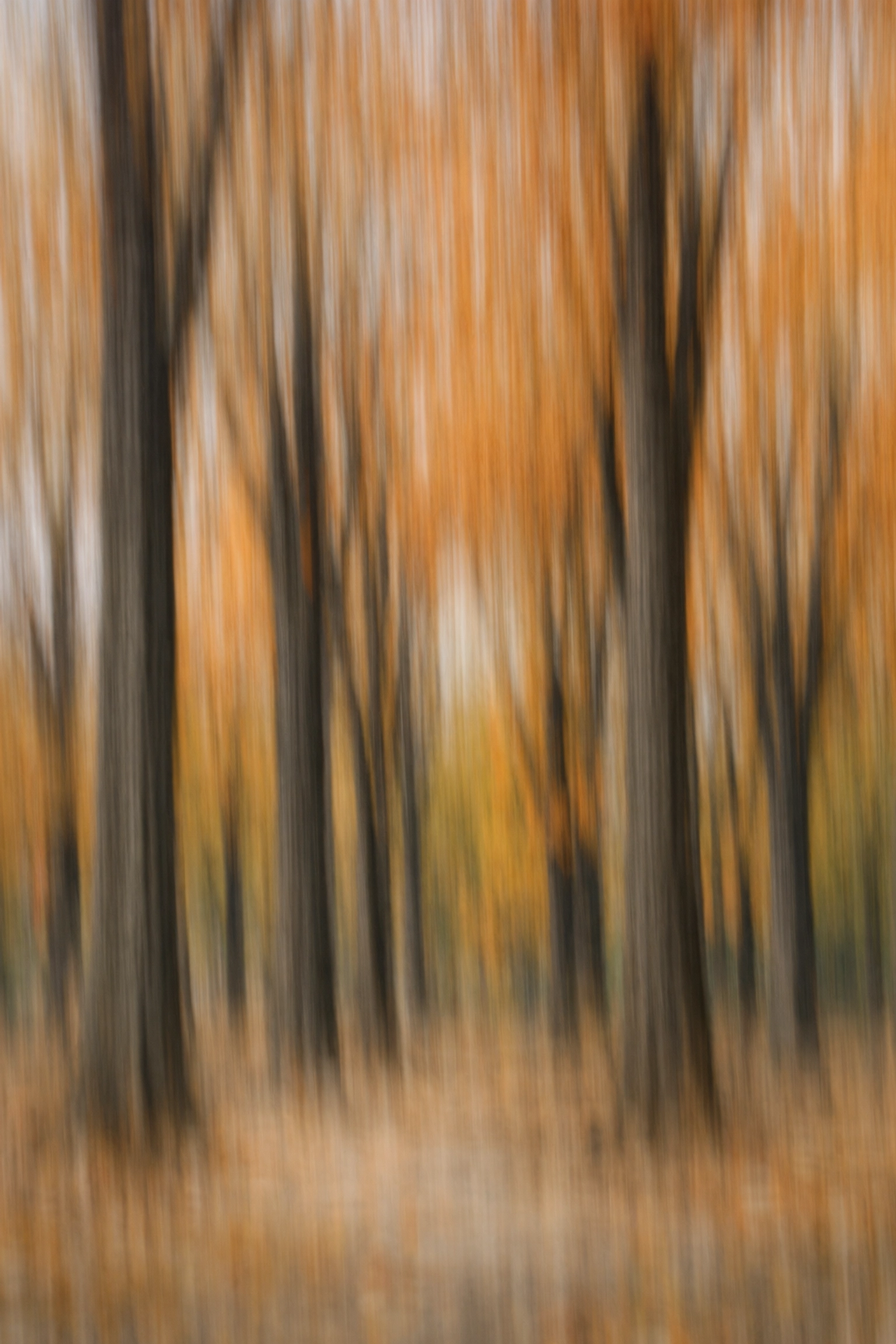 Vertical motion blur of autumn trees in Central Park illustrating ICM fine art photography.