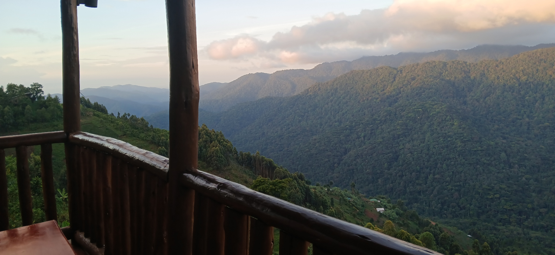Close-up of a mountain gorilla resting in lush Bwindi forest vegetation