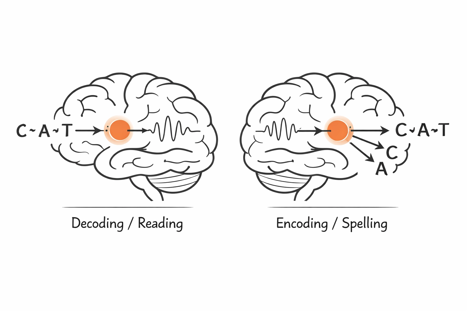 Diagram showing reading decoding and spelling encoding as connected processes