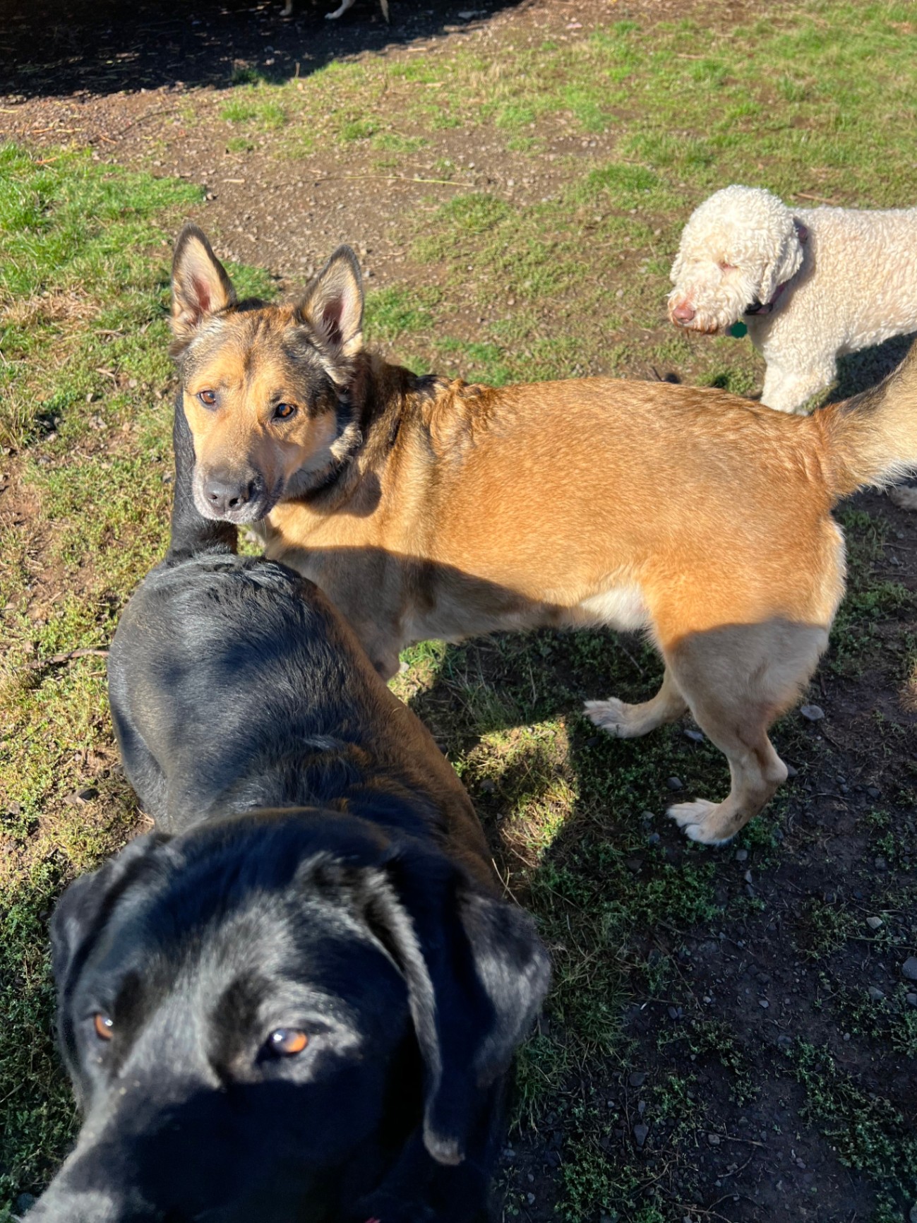 Three dogs at Green Acres K-9 Resort
