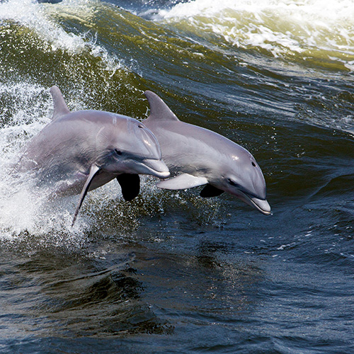 Two Atlantic bottlenose dolphins leap
