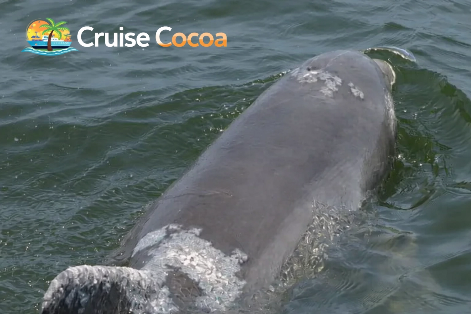 Florida manatee surfaces near sightseeing vessel