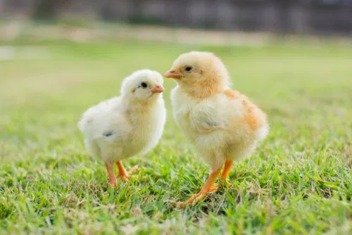 chick-starter-pair-two-baby-chicks-on-green-grass.webp