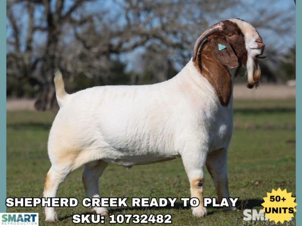 Shepherd Creek Ready to Play Boer buck displayed outdoors, representing elite genetics available through SMART Reproduction. Over 50 units are offered for export or domestic breeding projects, catalogue SKU 10732482.