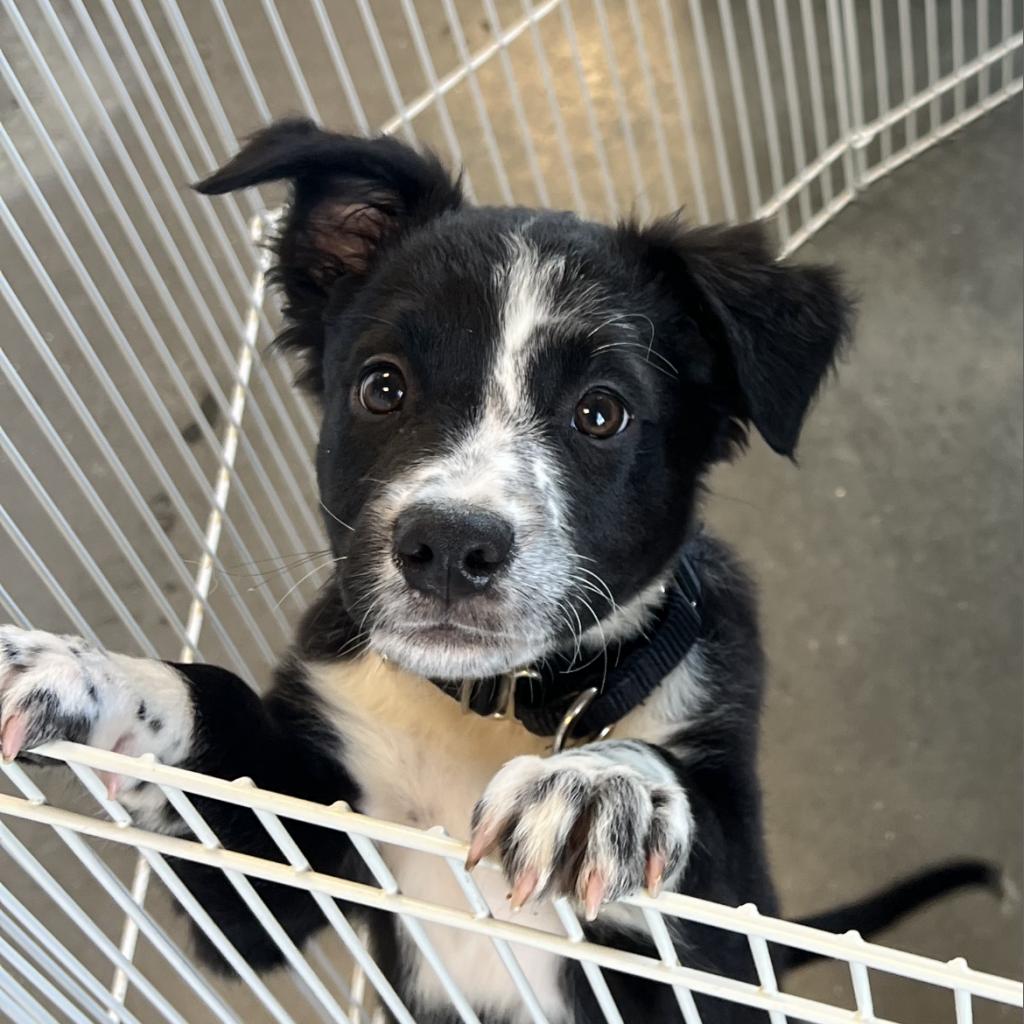 A young black and white puppy standing in a sanctuary pen