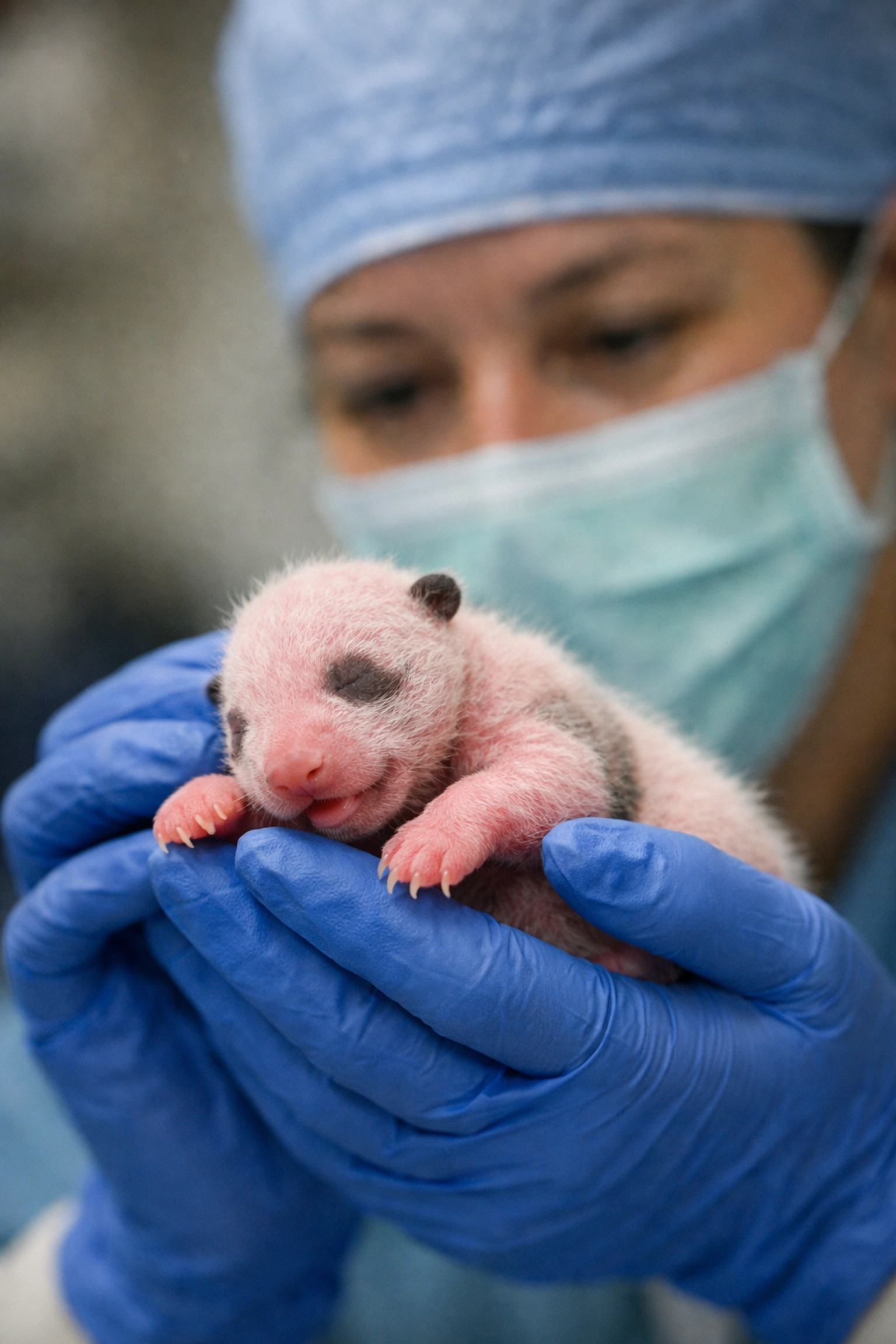 Veterinarian examining newborn panda cub during conservation breeding program