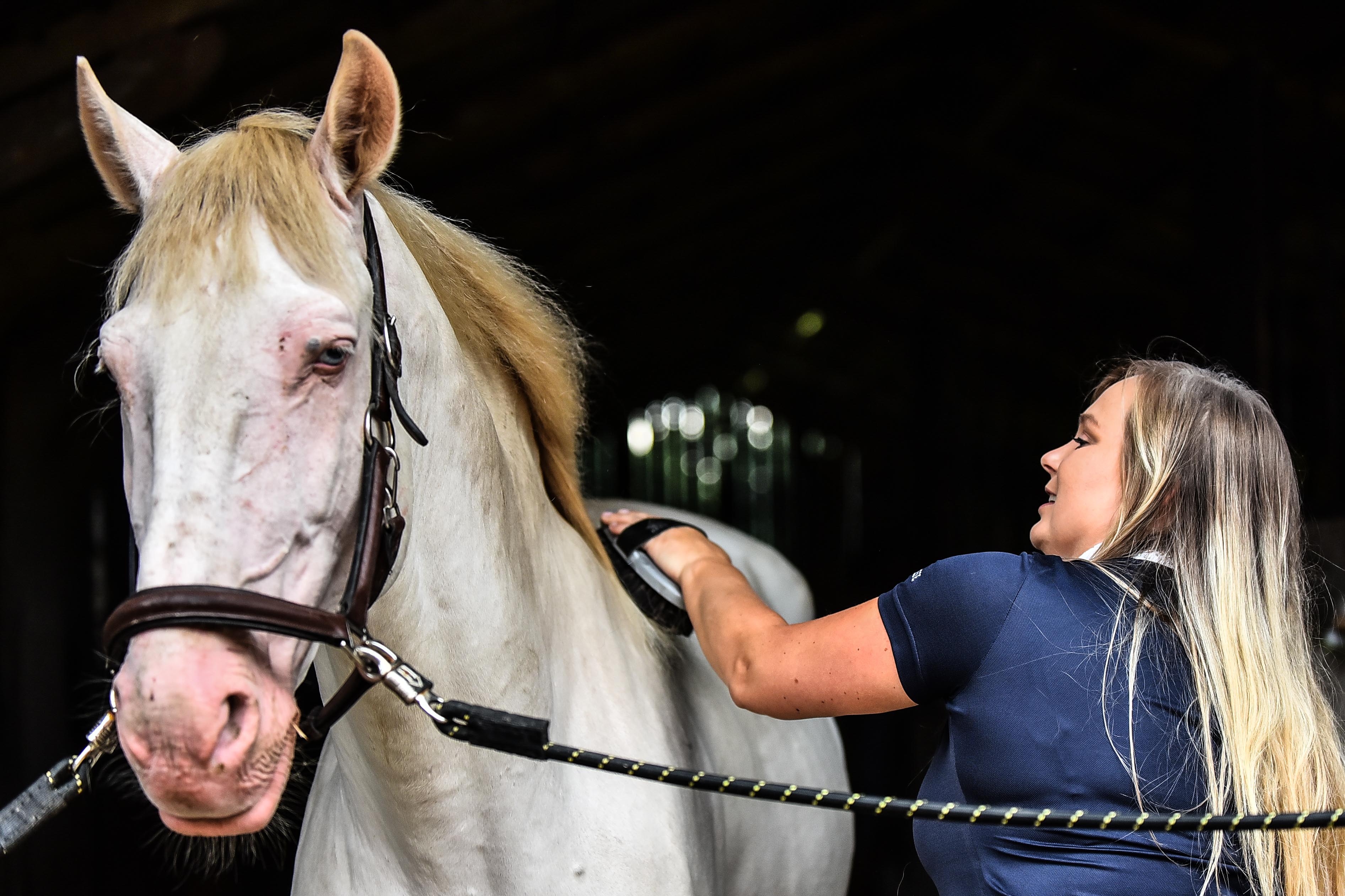 Horse Grooming with Specialist Brush