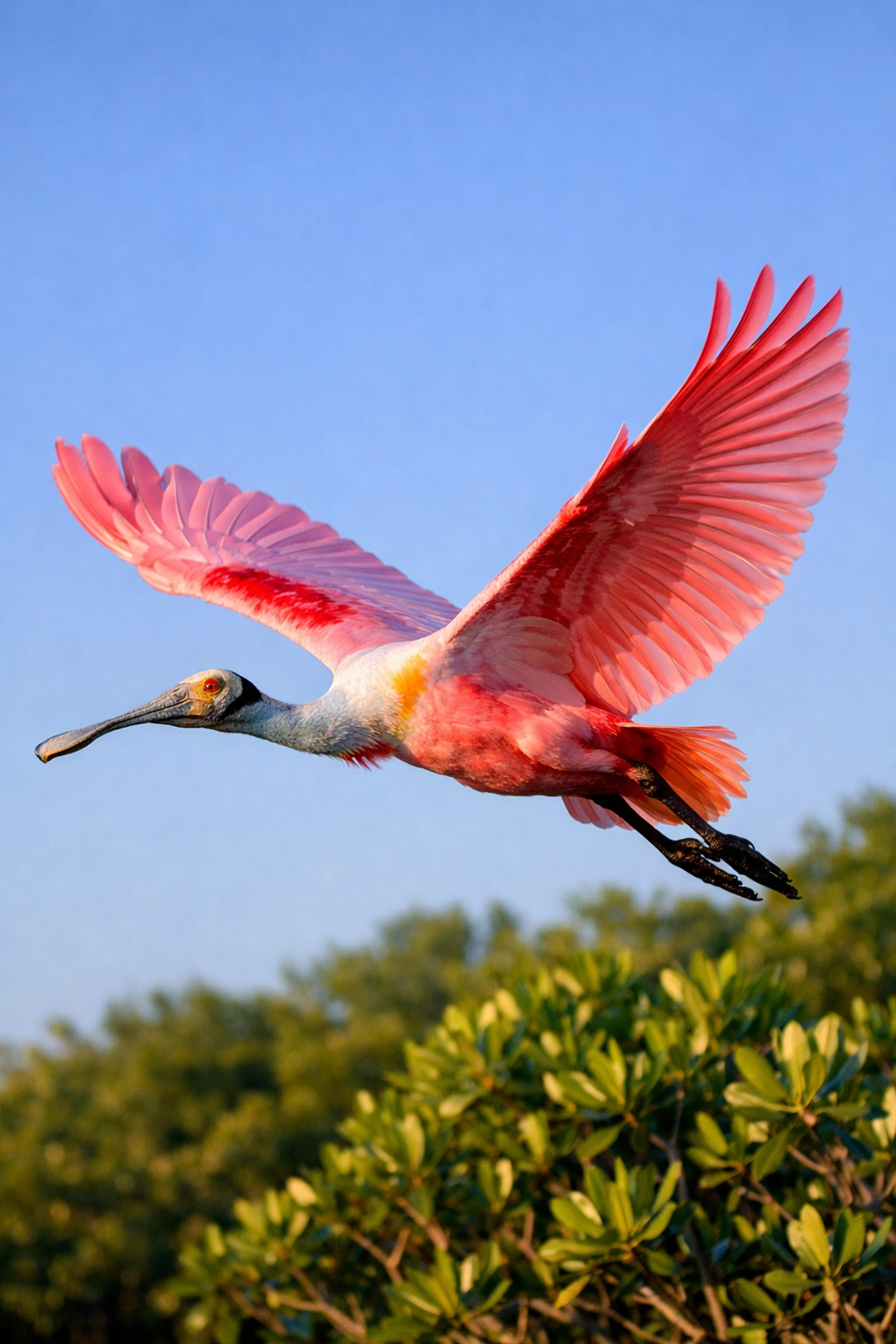 Action shot of a Roseate Spoonbill in flight over Everglades mangroves during a wildlife tour.