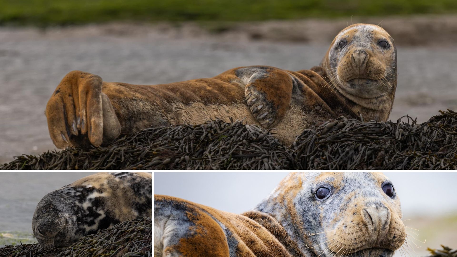 Harbour seals at Newtown Creek