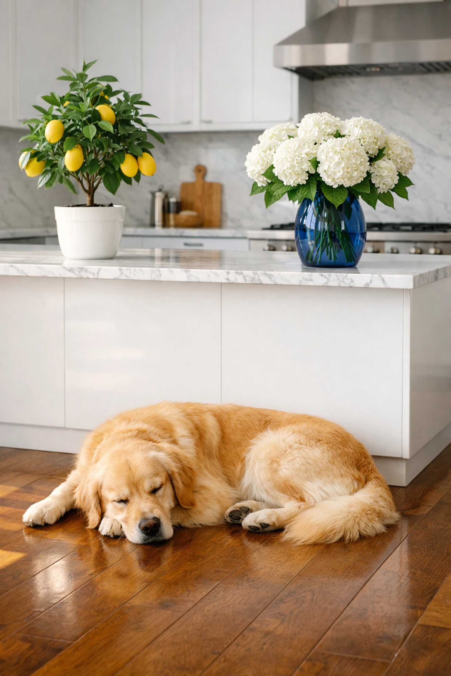 Eco-friendly House Cleaning Belmont MA leaves this modern kitchen and hardwood floors safe for pets.