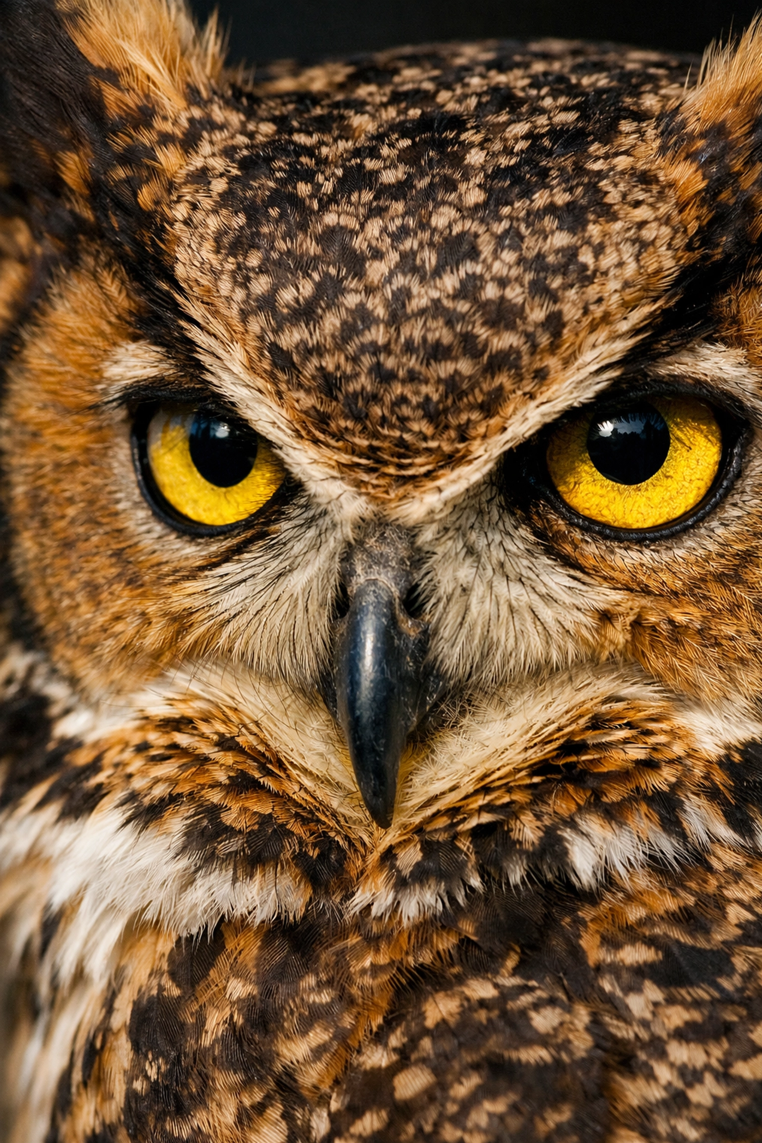 Detailed close-up of a Great Horned Owl eye highlighting professional zoo animal photography.