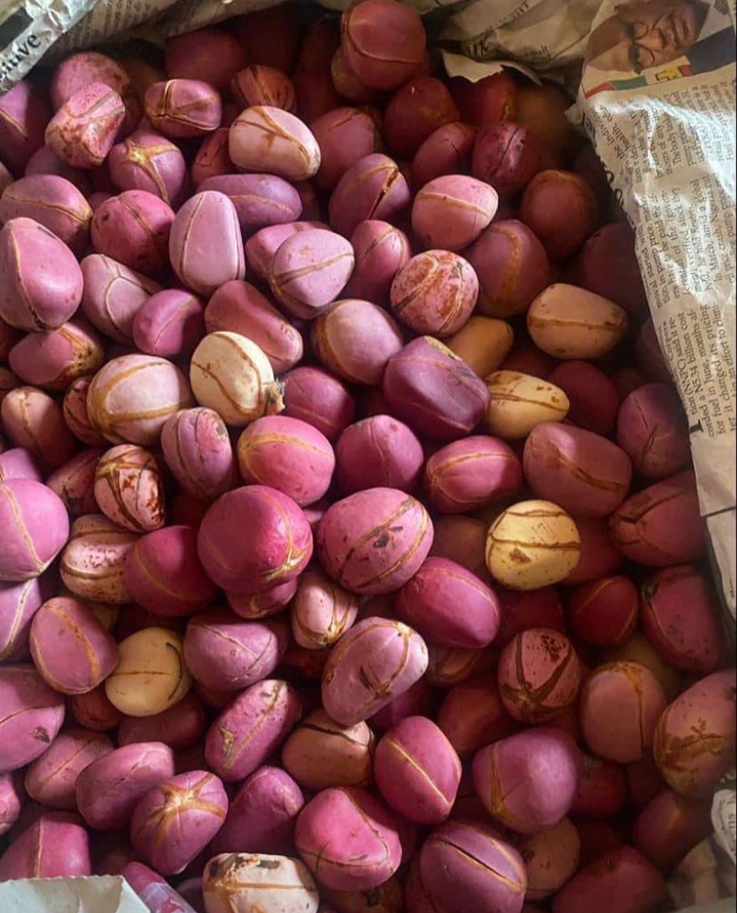 Premium pink and purple kola nuts freshly harvested and packed