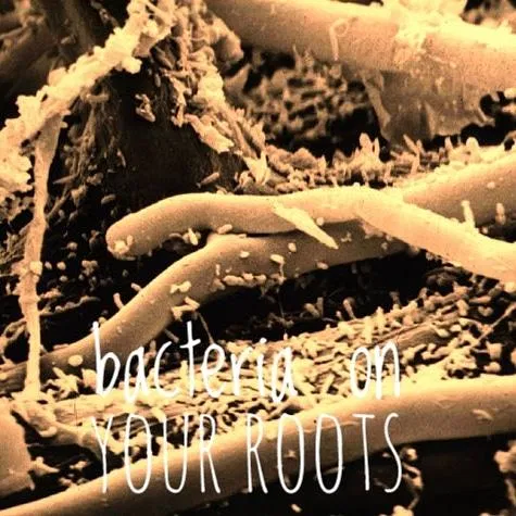 root-microbiome-bacteria-on-plant-roots-electron-microscope.webp