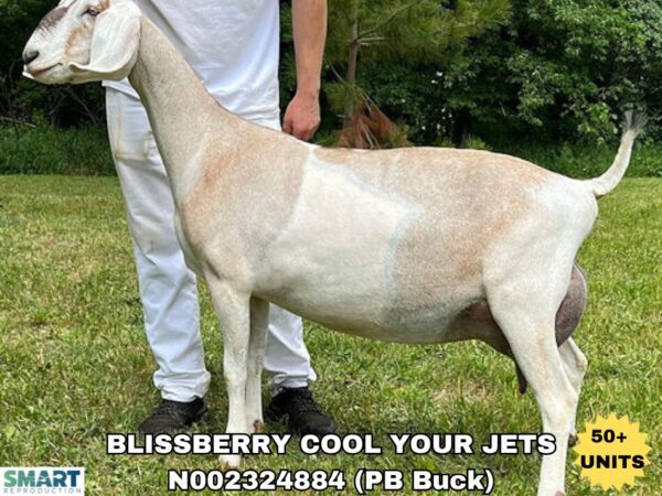 Elite American Nubian buck representing premium genetics now available to Italian breeders