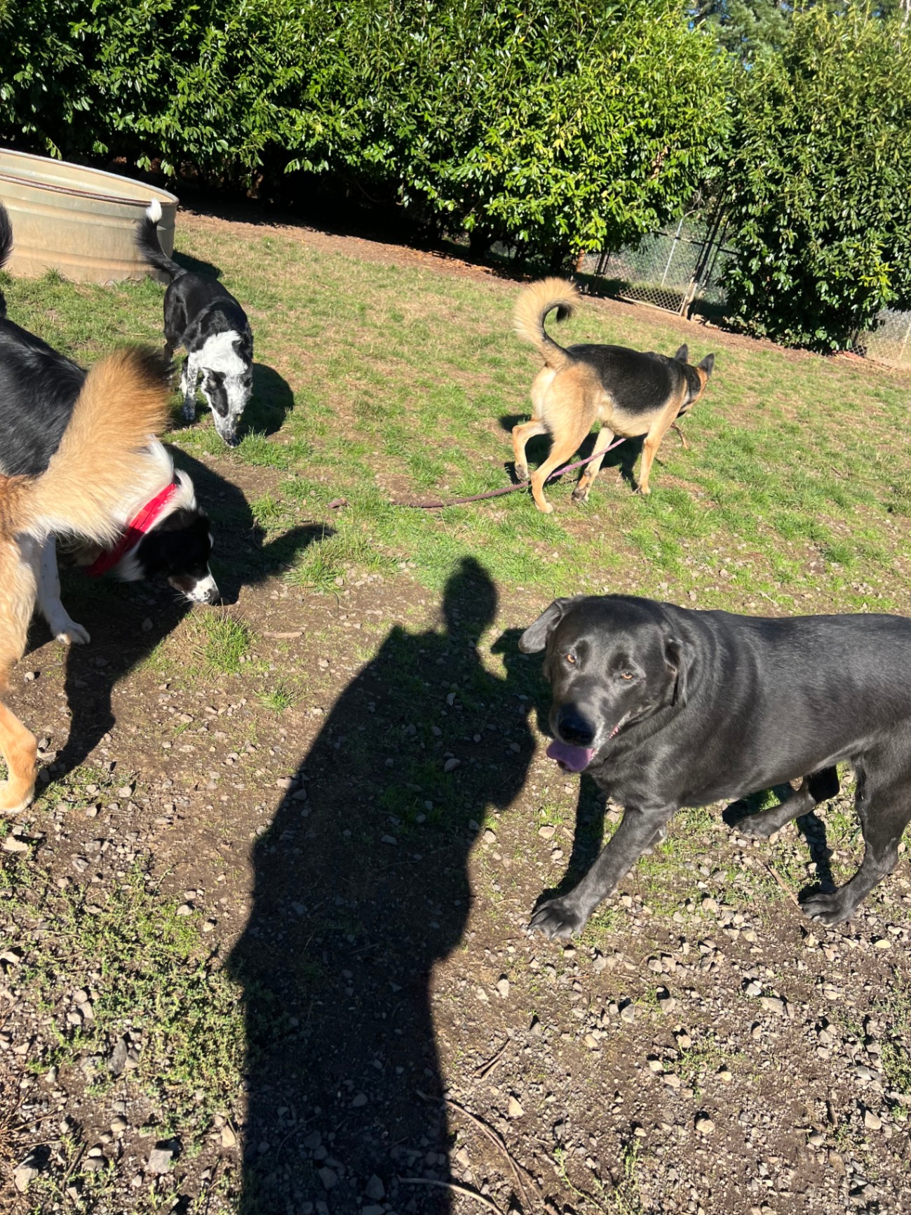Several dogs socializing outdoors