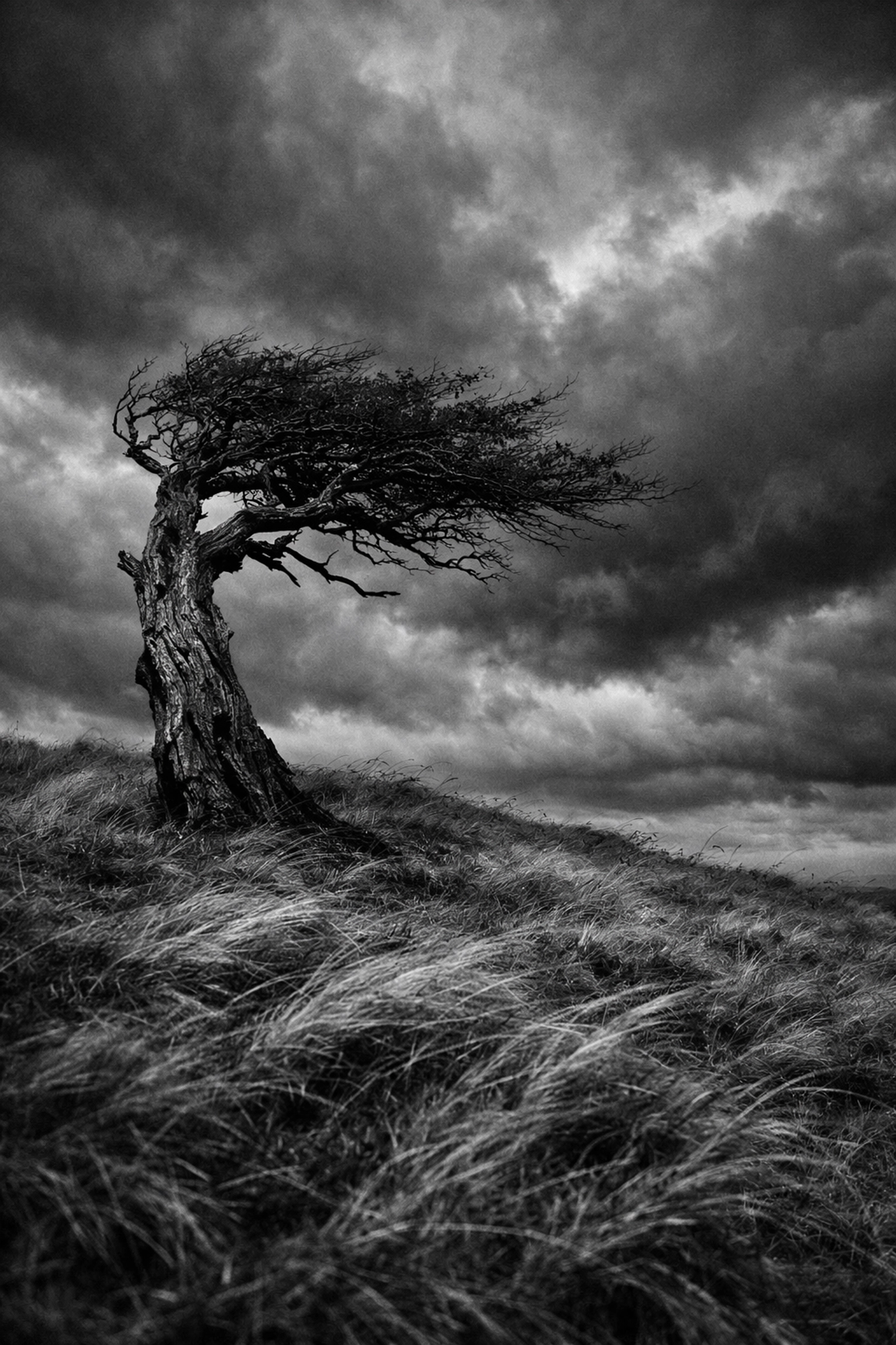 Black and white photo of a lone tree under storm clouds, demonstrating creative landscape photography tips for style.