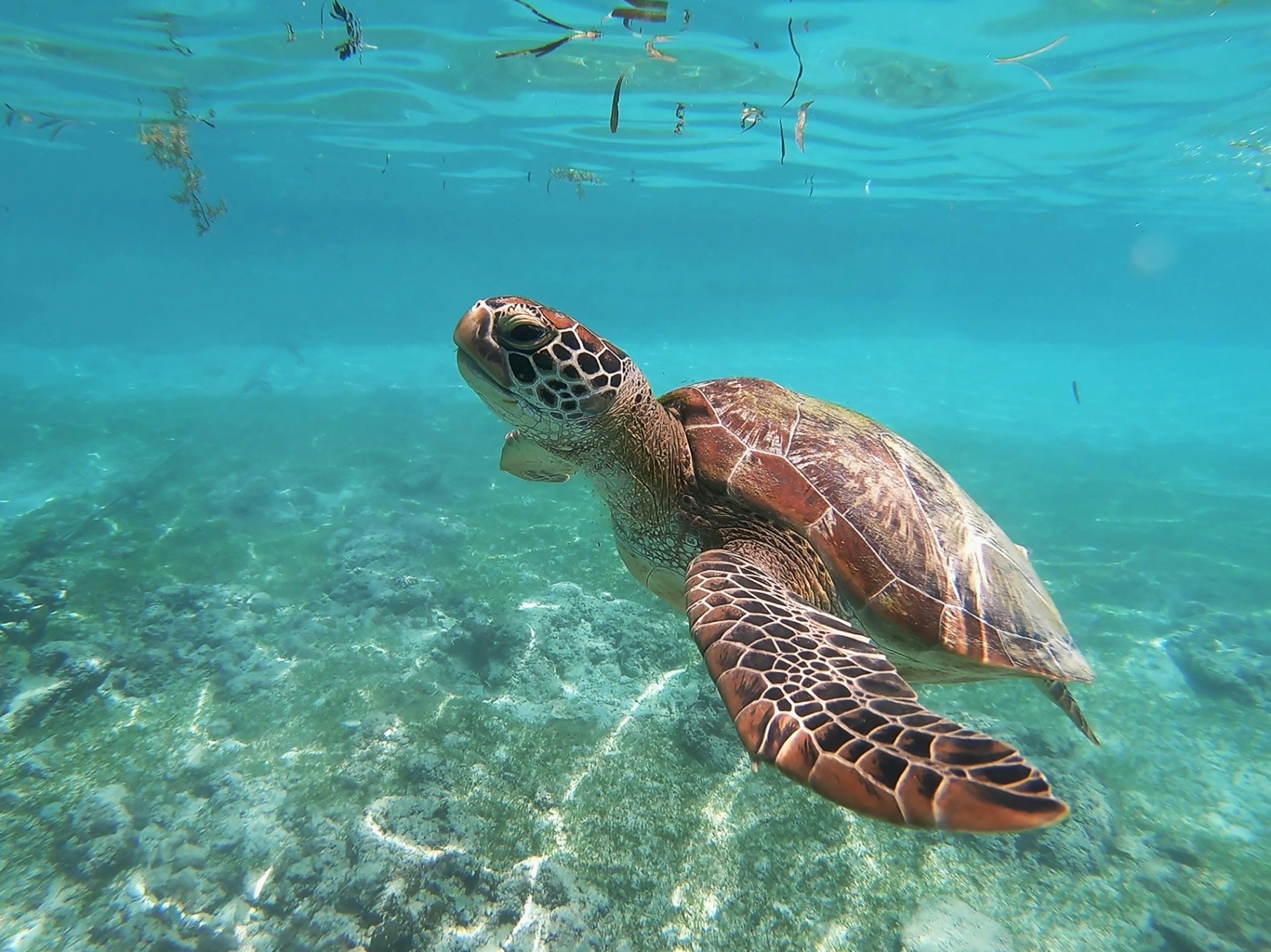 Hawaiian green sea turtle swimming near Waikiki Beach