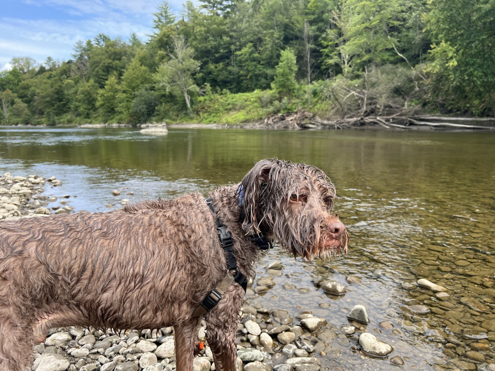 Dog enjoying the private creek at Bearly Roughing It
