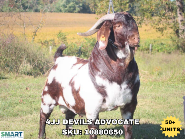 Elite American Boer buck genetics now available to international markets