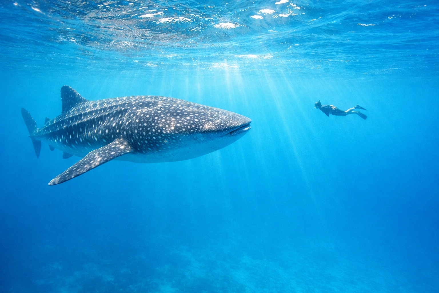 Whale shark swimming in turquoise Maldives waters with a snorkeler during a luxury dive trip.