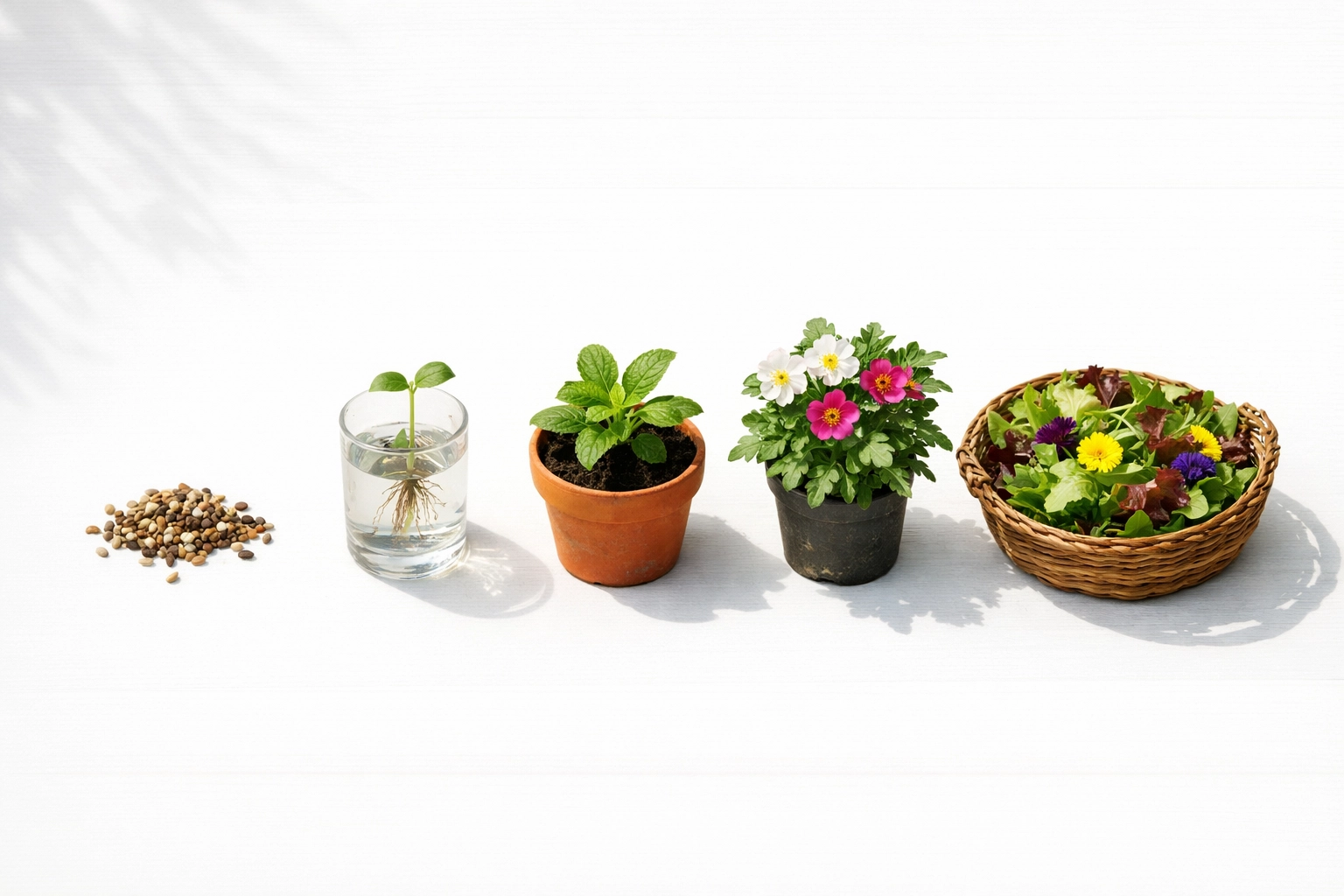 Seed to salad growth stages showing seedlings to harvest on garden table