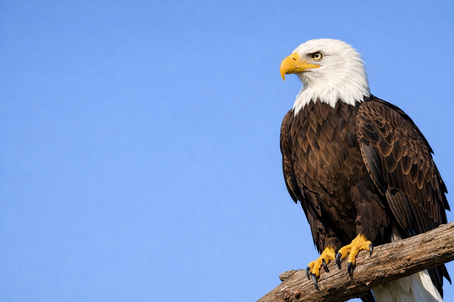 Bald eagle perched with negative space for a professional brand sponsored species spotlight.