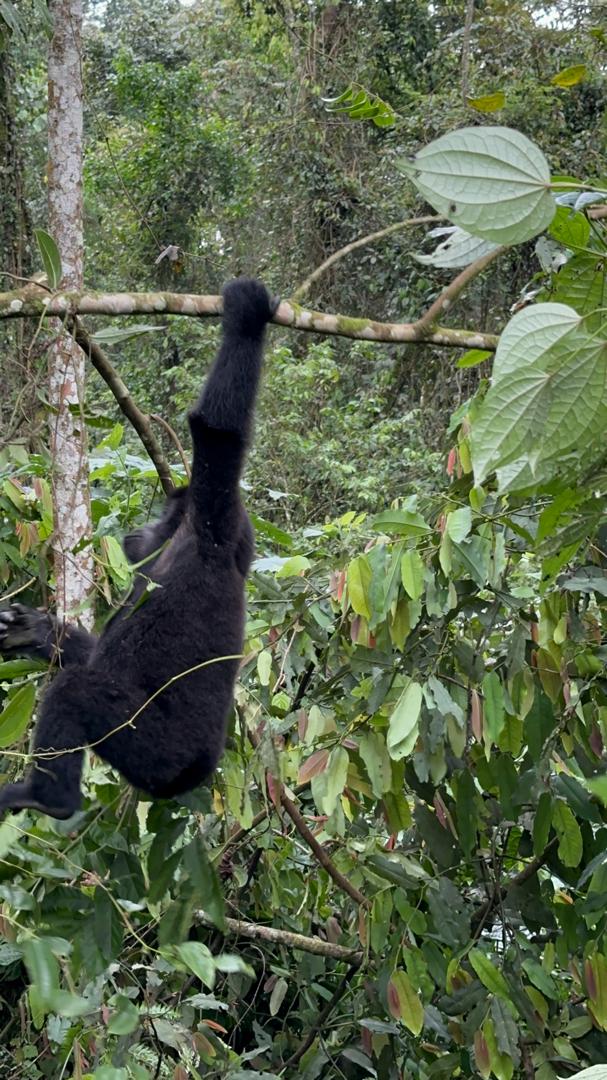 Bwindi sector for your gorilla trek