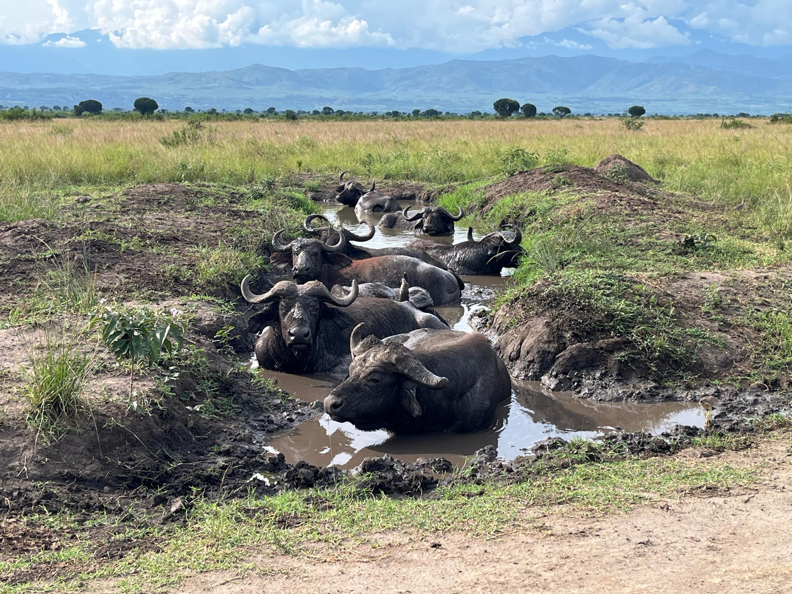 African Buffalo Herd in Uganda