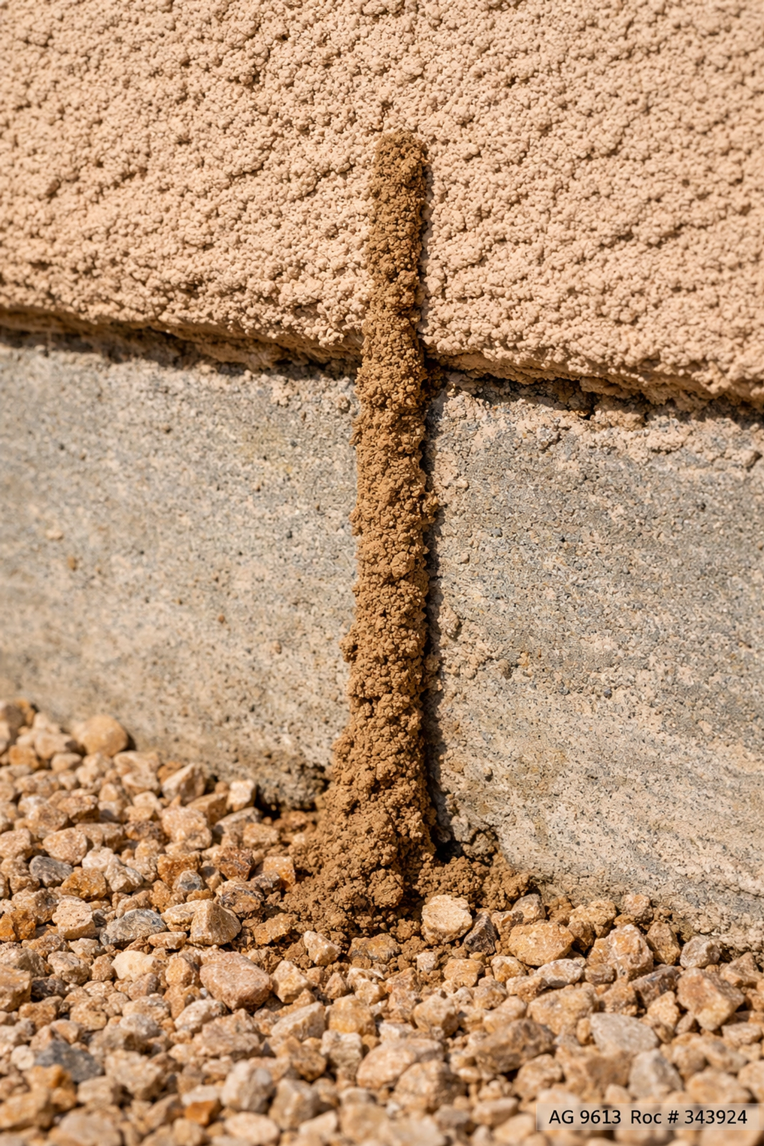 Subterranean termite mud tube climbing a concrete foundation at a Vail, AZ home.
