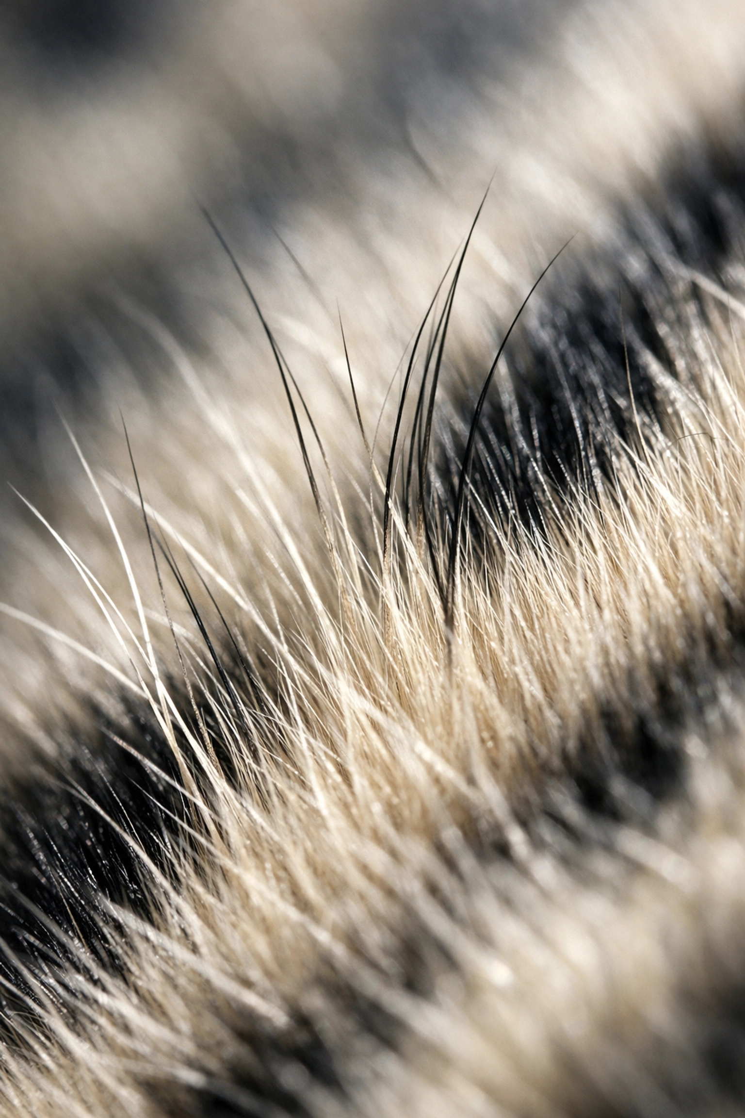 Close-up of snow leopard fur showing texture and detail in wildlife stock photography