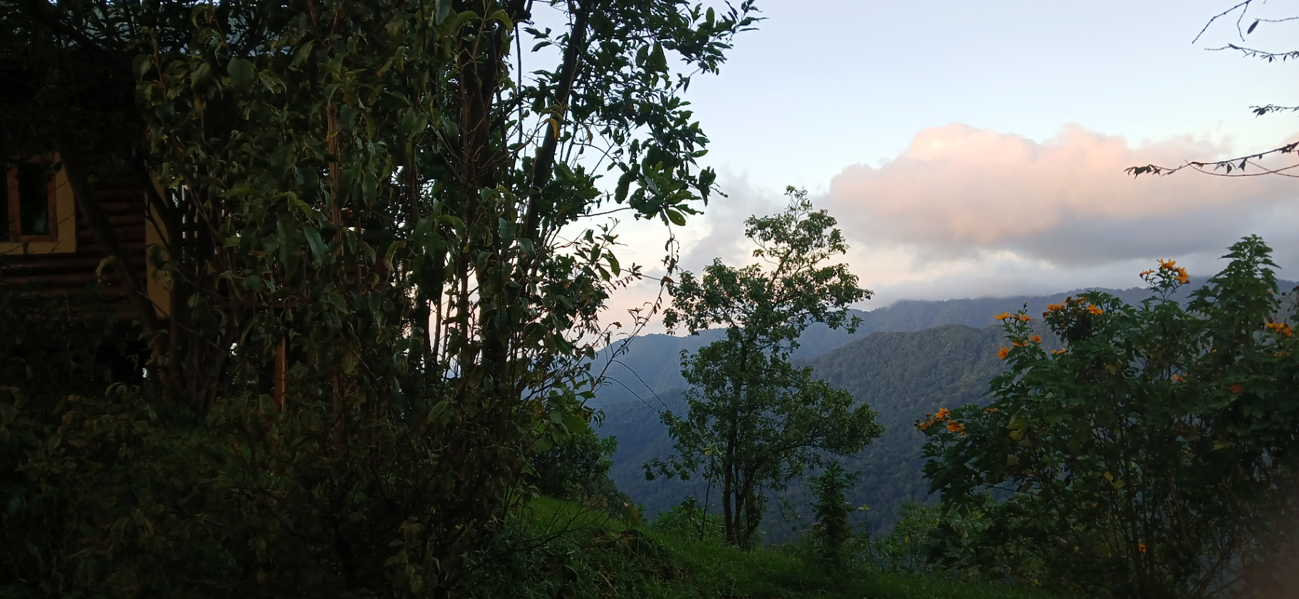 Family of mountain gorillas in Bwindi Impenetrable National Park