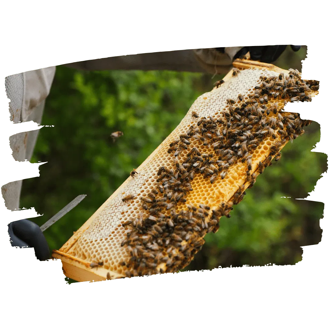 beekeeper-inspecting-honeycomb-crawley-bees.webp