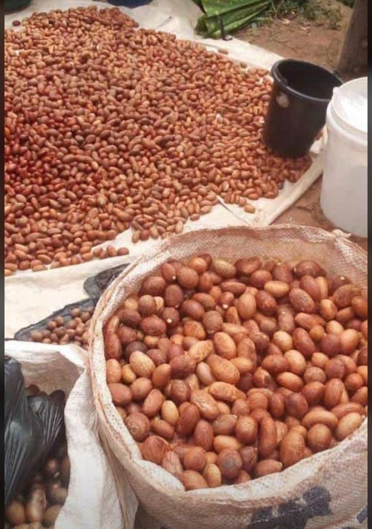Freshly harvested bitter kola nuts being cleaned and sun-dried in Nigeria