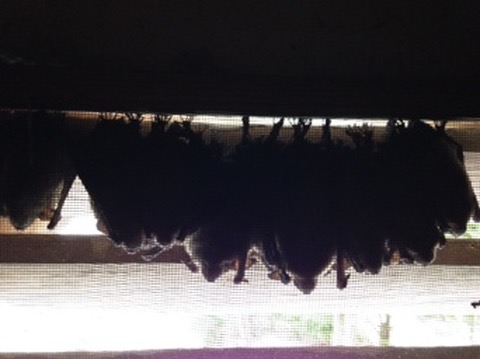 Colony of Bats in Attic Vent