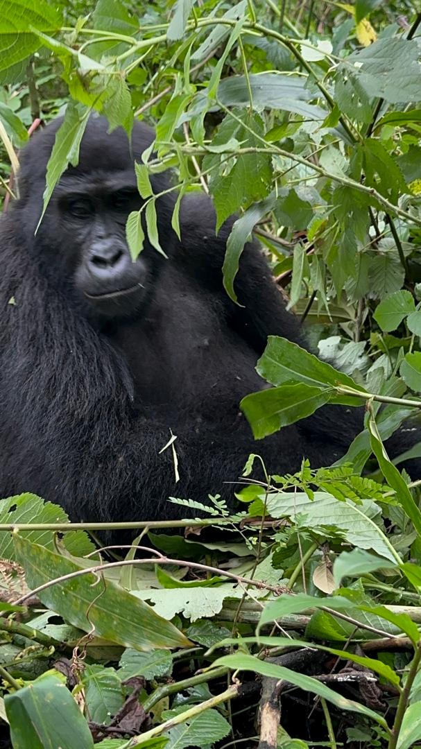 Rwanda Gorilla Trekking moment in Bwindi