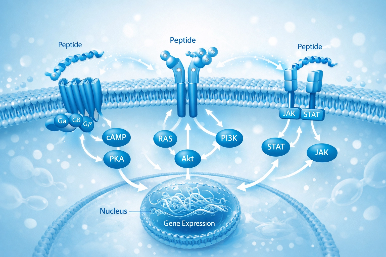 Molecular visualization of peptide signaling pathways interacting with cell membrane receptors, clean clinical blue palette.