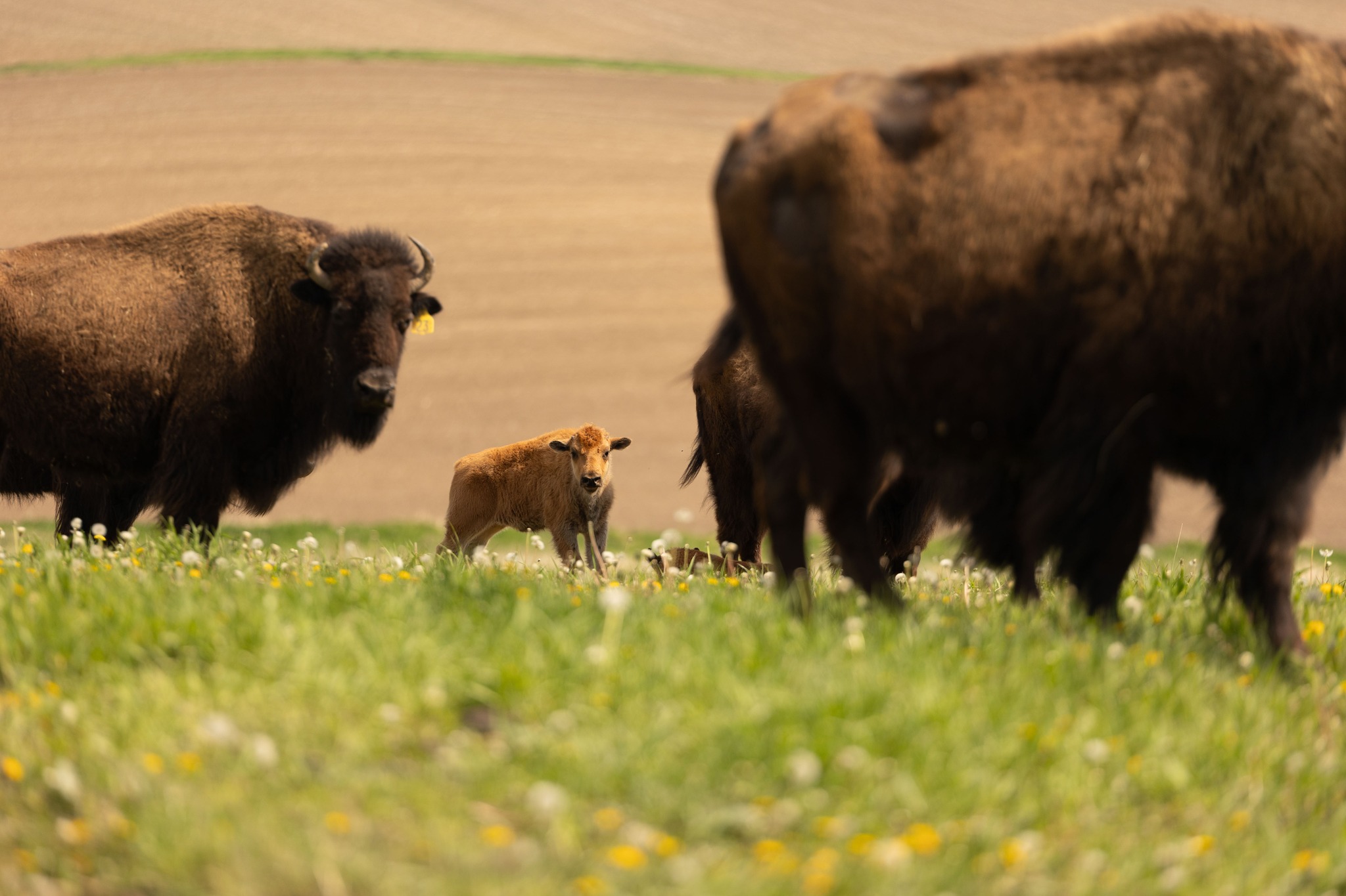A bison calf stands surrounded by adult bison in a sunlit pasture