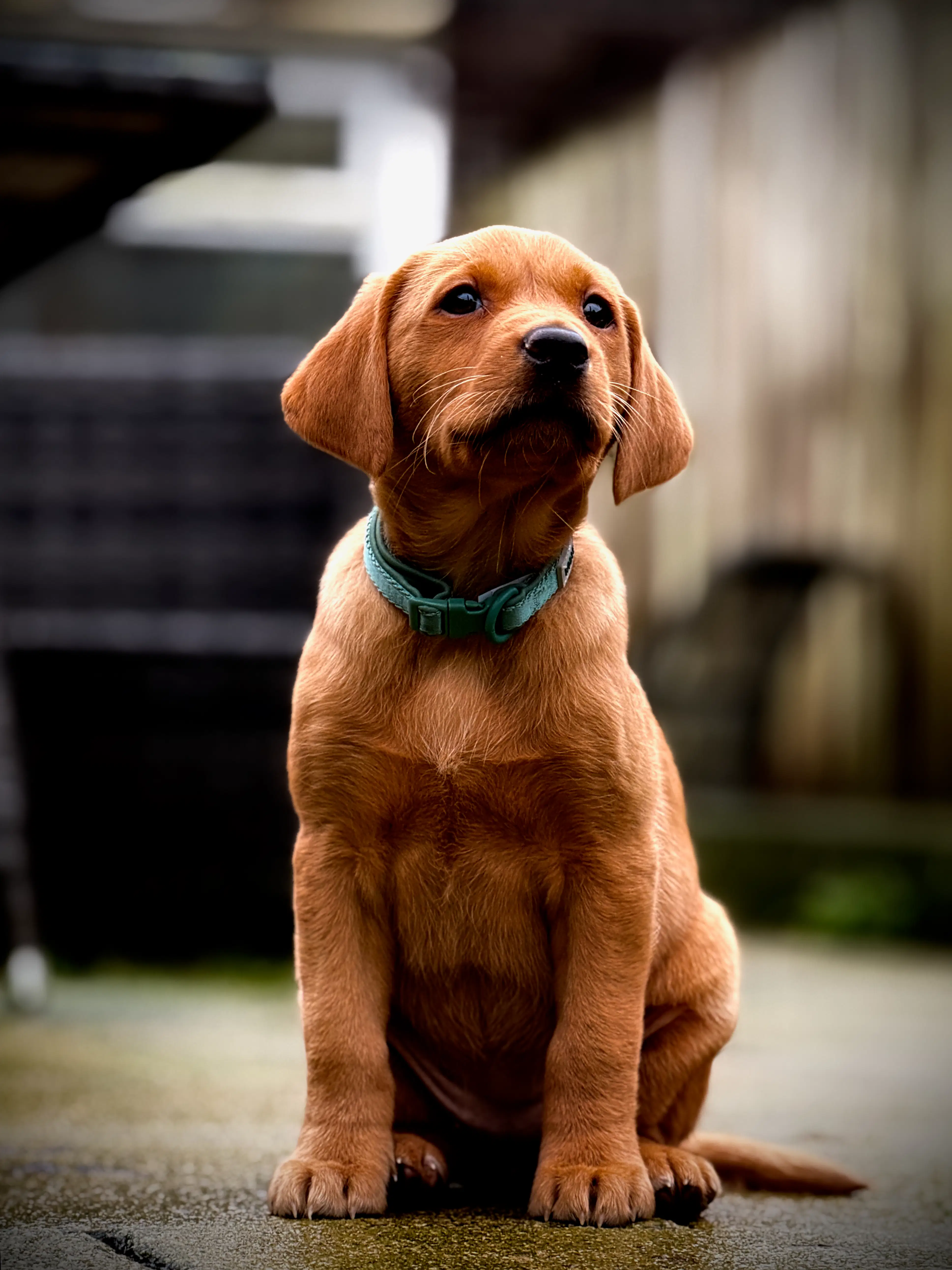 fox-red-labrador-puppy-teal-collar-outdoors.webp