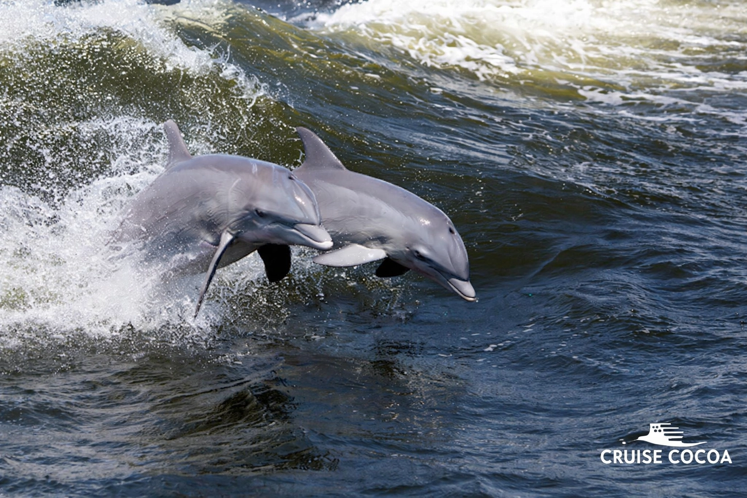 Two Atlantic bottlenose dolphins leap through the wake